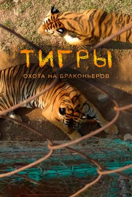 Тигры: Охота на браконьеров / Tigers: Hunting the Traffickers () смотреть онлайн бесплатно в отличном качестве