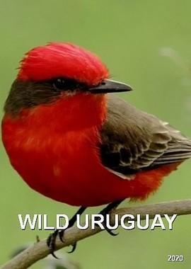 Дикая природа Уругвая / Wild Uruguay () смотреть онлайн бесплатно в отличном качестве