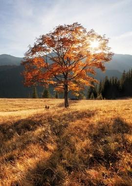 Осень в Карпатах / An Autumn in Carpathians () смотреть онлайн бесплатно в отличном качестве