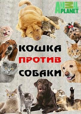 Кошка против собаки / Cat vs. Dog (2017) смотреть онлайн бесплатно в отличном качестве