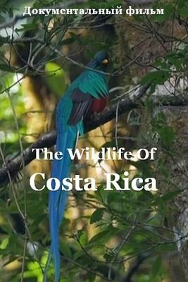 Радужный мир природы Коста-Рики / The Wildlife Of Costa Rica () смотреть онлайн бесплатно в отличном качестве