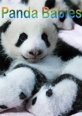 Маленькие панды / Panda Babies () смотреть онлайн бесплатно в отличном качестве