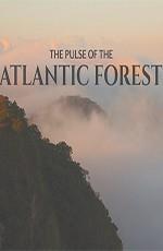 Пульс Атлантического леса / The Pulse of the Atlantic Forest (2016) смотреть онлайн бесплатно в отличном качестве
