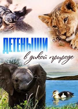 Детеныши в дикой природе / Baby animals in the wild () смотреть онлайн бесплатно в отличном качестве