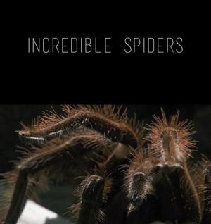 Удивительные пауки / Incredible Spiders () смотреть онлайн бесплатно в отличном качестве