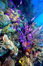 Жизнь на Большом Барьерном рифе / Life on the Barrier Reef () смотреть онлайн бесплатно в отличном качестве