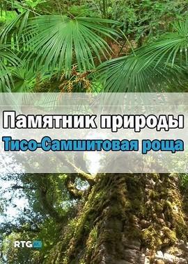 Памятник природы - Тисо-Самшитовая роща /  () смотреть онлайн бесплатно в отличном качестве