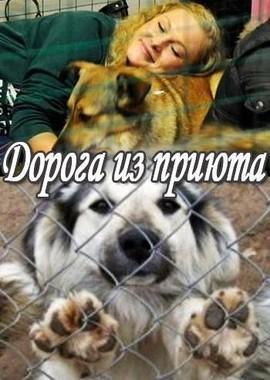 Дорога из приюта / Pound Pups to Dog Stars () смотреть онлайн бесплатно в отличном качестве
