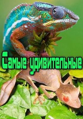 Самые удивительные / Most Outrageous. Odd Looking Pets () смотреть онлайн бесплатно в отличном качестве