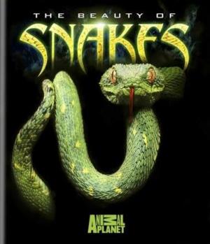 Красота змей / The Beauty Of Snakes (2005) смотреть онлайн бесплатно в отличном качестве