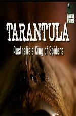 Animal Planet: Тарантул- Австралийский король пауков / Animal Planet: Tarantula- Australia's King of Spiders () смотреть онлайн бесплатно в отличном качестве
