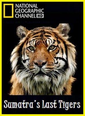 National Geographic: Последний тигр Суматры / Sumatra's Last Tigers () смотреть онлайн бесплатно в отличном качестве
